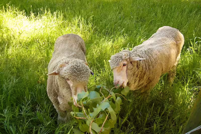 slider image 4 of a farm